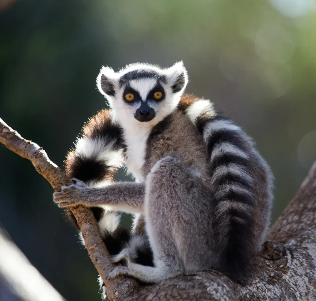 biodiversité madagascar lémurien