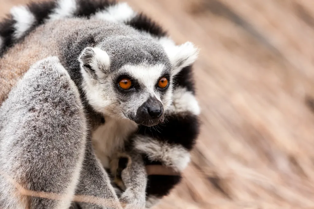 biodiversité madagascar - le zanatany