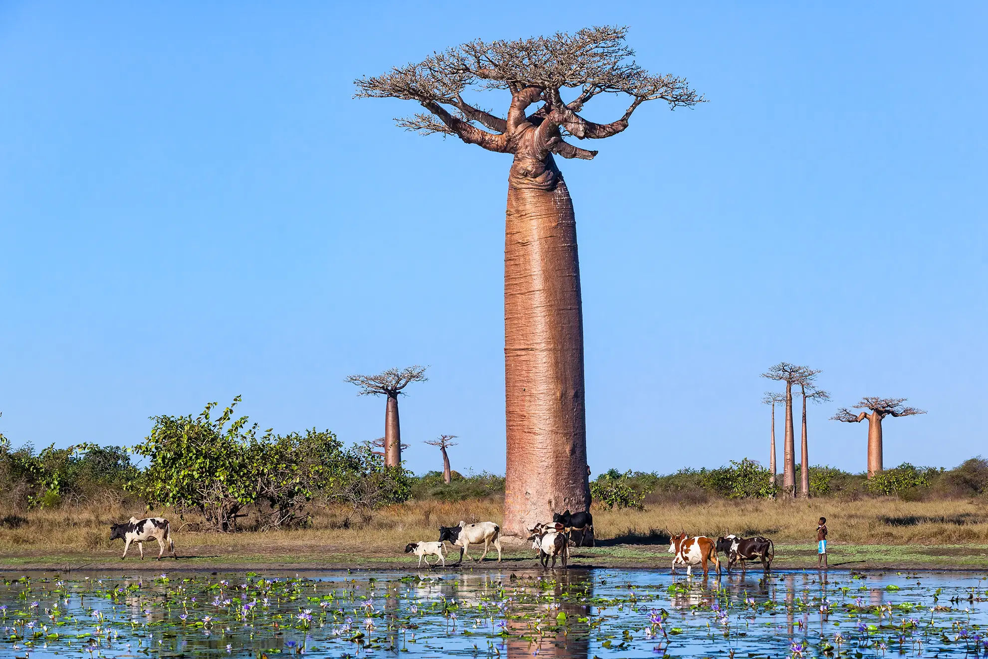 baobab madagascar zanatany